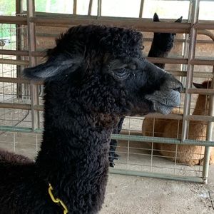 Meet your Posher, Mason